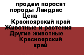 продам поросят породы Ландрас   › Цена ­ 3 500 - Красноярский край Животные и растения » Другие животные   . Красноярский край